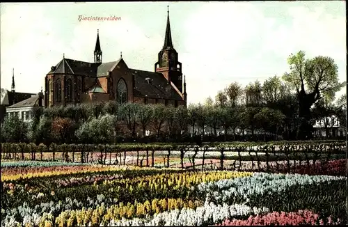 Ak Niederlande, Hiacintenvelden, Kirche, Hyazinthenfeld, Blumen