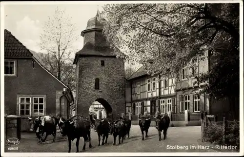 Ak Stolberg im Harz, Rittertor, Austrieb von Rindern