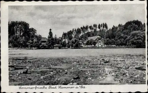 Ak Hamr na Jezeře Bad Hammer am See Region Reichenberg, Seerosen, Blick zum Ort