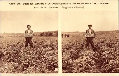 Ak Bergicourt Somme, Essai de M. Merouze, Action des Engrais Potassiques sur Pommes de Terre