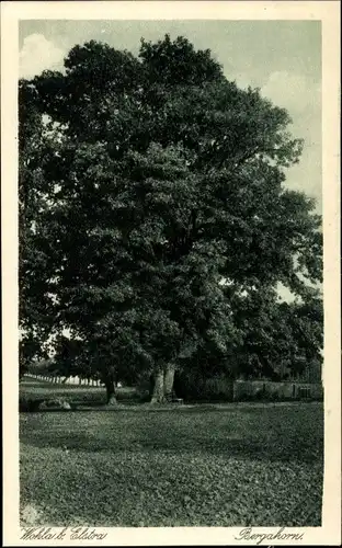 Ak Wohla Elstra Oberlausitz, Bergahorn, Baum