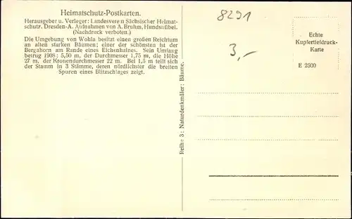 Ak Wohla Elstra Oberlausitz, Bergahorn, Baum