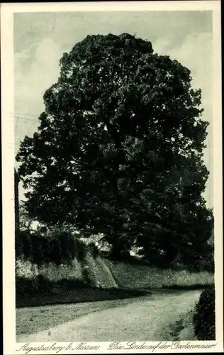 Ak Augustusberg Nossen, Die Linde auf der Gartenmauer