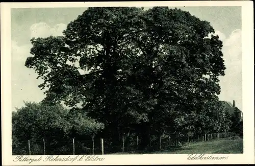 Ak Rehnsdorf Elstra Sachsen, Edelkastanienbaum