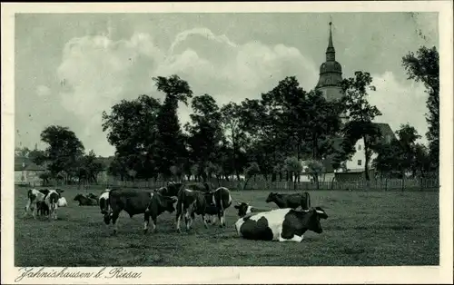 Ak Jahnishausen Riesa an der Elbe Sachsen, Kühe auf der Weide, Teilansicht der Kirche im Hintergrund