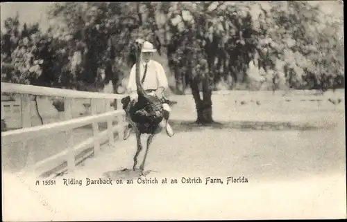 Ak Jacksonville Florida USA, Riding Bareback on an Ostrich at an Ostrich Farm