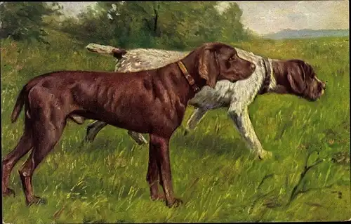 Ak Zwei Hunde, Jagdhunde, Jagd