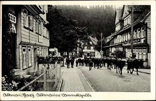 Ak Altenau Clausthal Zellerfeld im Oberharz, Altenauer Damenkapelle, Kuhaustrieb