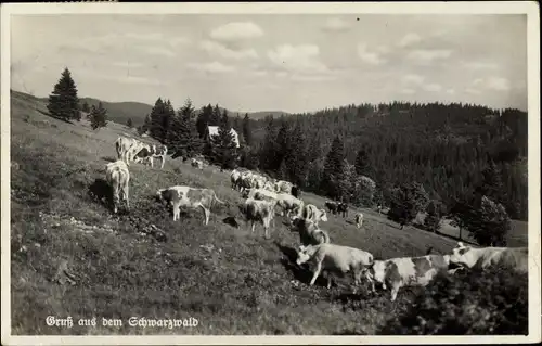 Ak Gruß aus dem Schwarzwald, Kühe auf der Wiese