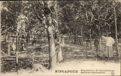 Ak Singapore Singapur, Rubber Plantation, Arbeiten auf der Gummi Plantage