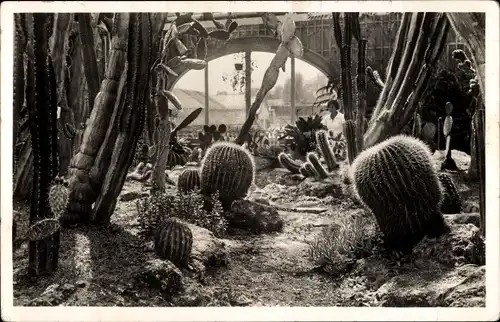 Ak Nymphenburg München Bayern, Botanischer Garten, Säulen- und Kugelkakteen