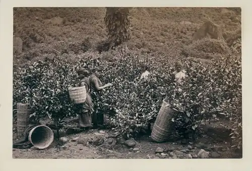 Foto Sri Lanka Ceylon, Teeplantage, Erntearbeiterinnen, um 1880