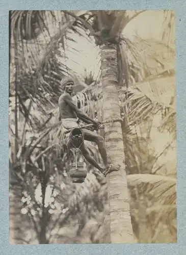 Foto Singapur, Kokosnusspflücker, Turban, um 1880