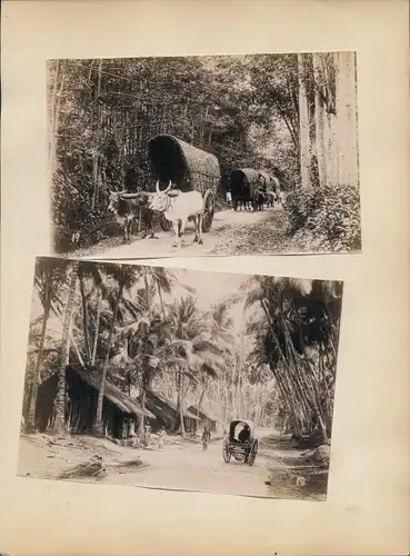 Foto Colombo Ceylon Sri Lanka, Einheimische, Straßenpartie, Viehwägen, Hütten