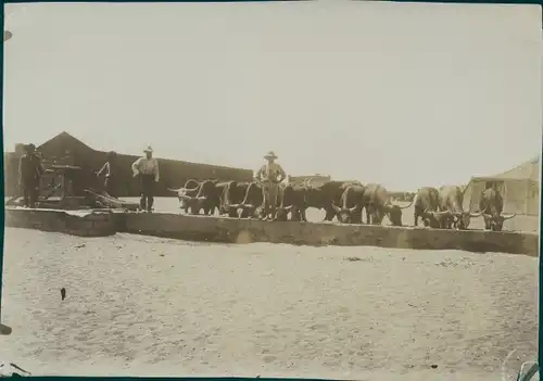 Foto Namibia, DSWA, Rinderfarm, Wassertrog, Kolonisten