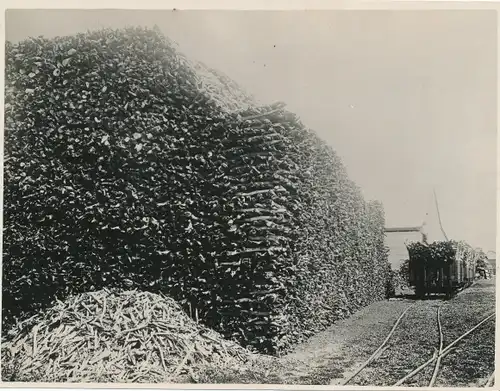 Foto Australien, Sandelholz für den Export, Eisenbahn