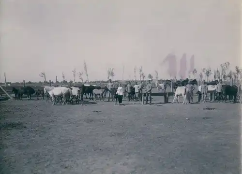 Foto China, Chinesischer Junge, Deutsche Soldaten, Pferdekoppel, um 1895