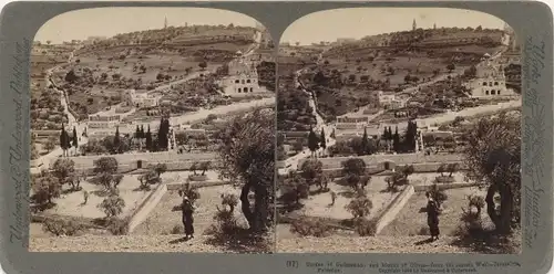 Stereo Foto Israel, Garten von Gethsemane, Ölberg