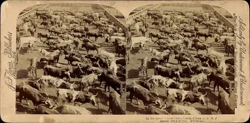 Stereo Foto Chicago Illinois USA, Great Union Stock Yards, Rinder