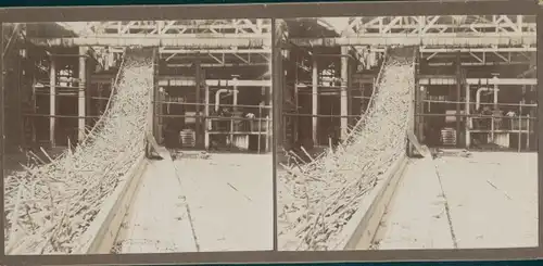 Stereo Foto Kuba, Holzverabeitung, Forstwirtschaft, Weltreise 1915
