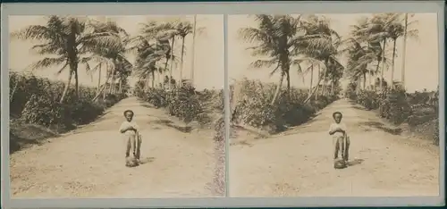 Stereo Foto Barbados, Kleiner Junge, Palmen, Weltreise 1914
