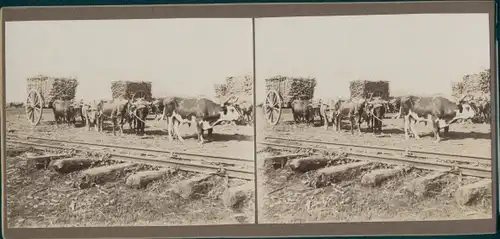 Stereo Foto Kuba, Viehkarren, Kühe, Eisenbahngleise, Weltreise 1914