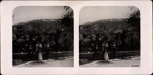 Stereo Foto Algier Alger Algerien, Papyrus im Garten von Essai