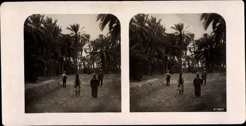 Stereo Foto Biskra Algerien, Oase Lallia, Palmenhaine