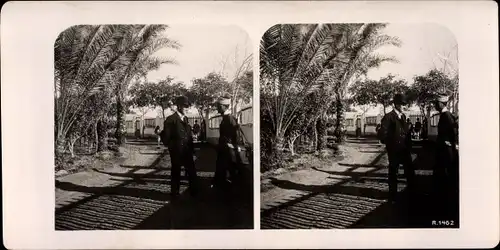 Stereo Foto Matarije Matorieh Heliopolis Cairo Kairo Ägypten, Straußenfarm