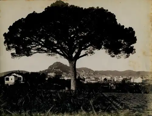 Chromotypie Hyères Var, Vue generale prise du Jardin d'Acclimatation