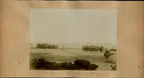 Foto um 1906, Swakopmund Namibia Deutsch Südwestafrika, Landung einer Schiffsbesatzung, Kamele