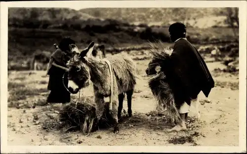 Foto Ecuador, Indios, Esel, um 1920
