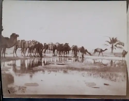 Foto um 1900, Touggourt Algerien, Kamele, Karawane