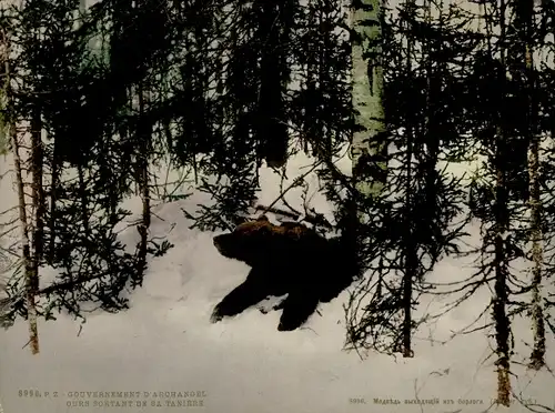 Foto Russland, Wald bei Archangelsk, Bär