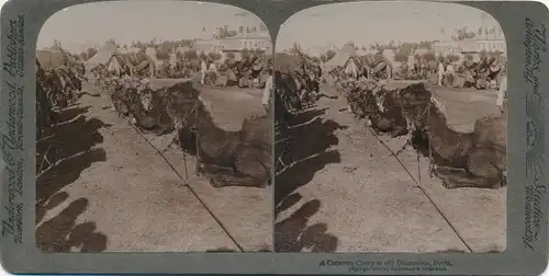 Stereo Foto Damaskus Syrien, Karawanen-Platz, Kamele