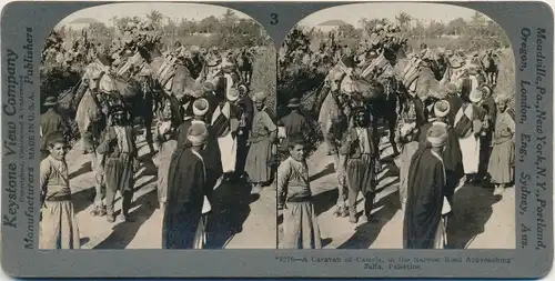 Stereo Foto Tel Aviv Jaffa Israel, Eine Karawane von Kamelen