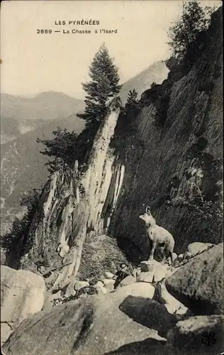 Ak Les Pyrénées, La Chasse, vue générale d'un Isard