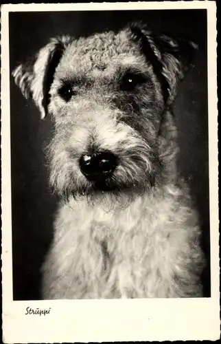Ak Hund Struppi, Terrier, Tier-Portrait