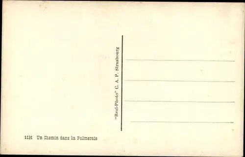 Ak Un Chemin dans la Palmeraie, Einheimische, Kamel