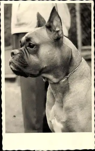 Foto Ak Bulldogge, Hund, Tier-Portrait