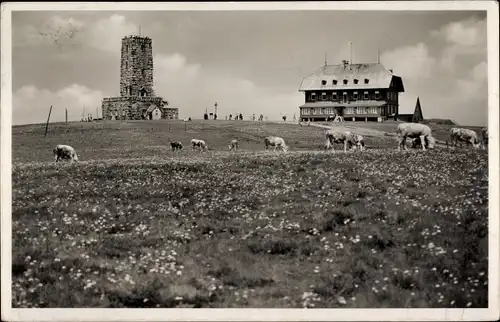 Ak Feldberg im Schwarzwald, Feldbergturm mit Gasthaus, Weide