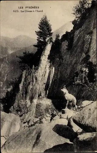 Ak Les Pyrénées, La Chasse, vue générale d'un Isard