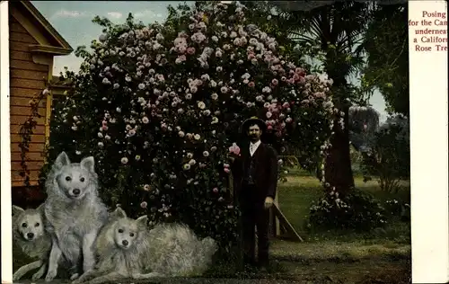 Ak Mann am Rosenbaum, Weiße Hunde, Blühender Baum
