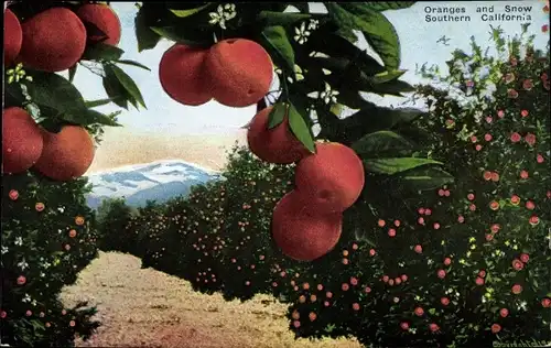 Ak Oranges and Snow Southern California, Früchte, Orangen