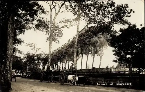 Foto Ak Singapur, Suburb, Straßenansicht, Kühe, Kutschen, Palmen