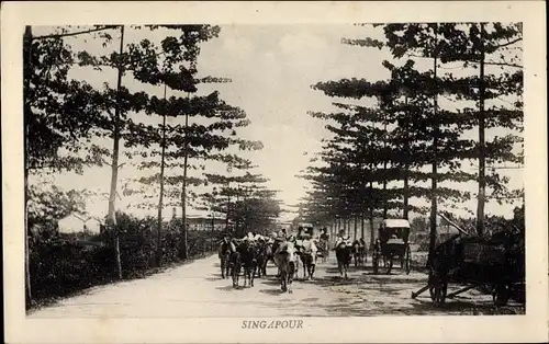 Ak Singapore Singapur, Straßenpartie, Kuhaustrieb, Rikscha, Allee