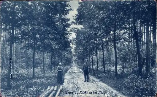 Ak Gierle Antwerpen Flandern, Zicht in het Bosch, Waldpartie