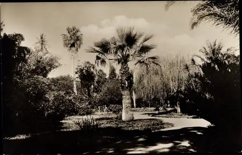 Foto Ak Lourenco Marques Maputo Mosambik, Park, Palmen
