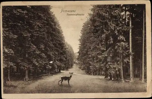 Ak Pirmasens am Pfälzerwald, Tannenschneise mit Reh