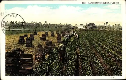 Ak Florida USA, Harvesting Celery